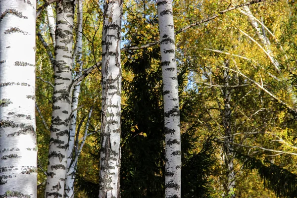 Tall slender white birch trunks in a golden dress  Russian autum — Stock Photo, Image