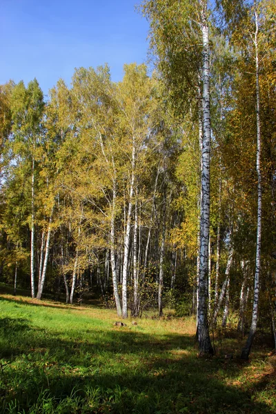 Высокие тонкие белые березовые плащи в золотом платье русской осени — стоковое фото