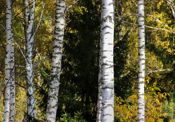 Uzun boylu ince beyaz huş ağacı sandıklar içinde altın elbise Rus Tortum — Stok fotoğraf