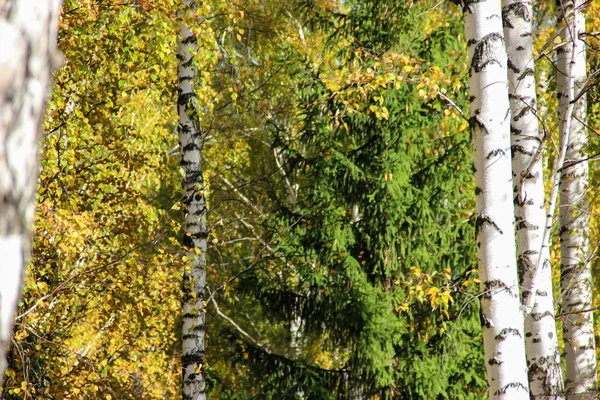 Tall slender white birch trunks in a golden dress  Russian autum — Stock Photo, Image