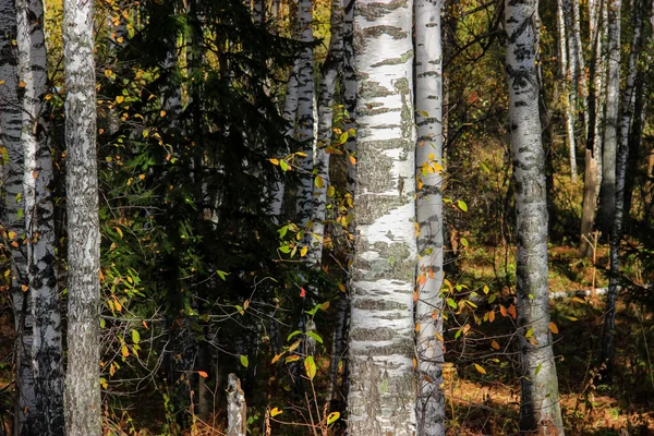 Tall slender white birch trunks in a golden dress  Russian autum — Stock Photo, Image