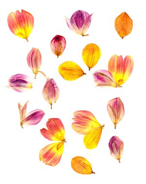 sıkıştırılmış dahlia yaprakları dağılın.