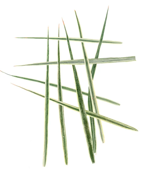 Anwendung, ein Strauß getrockneter Agave-Blätter — Stockfoto