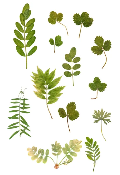 Різнокольоровий різновид сухого зеленого листа — стокове фото