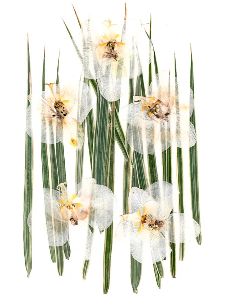 Vita torra orkidé blommor på multicolor pressade dekorativa gröna — Stockfoto