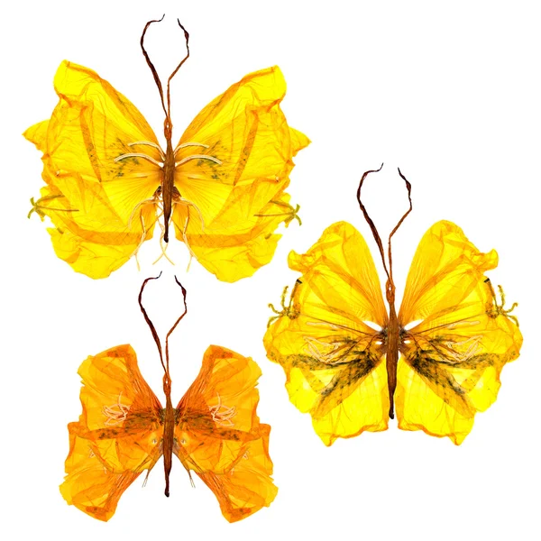 Квітковий метелик з квітів — стокове фото