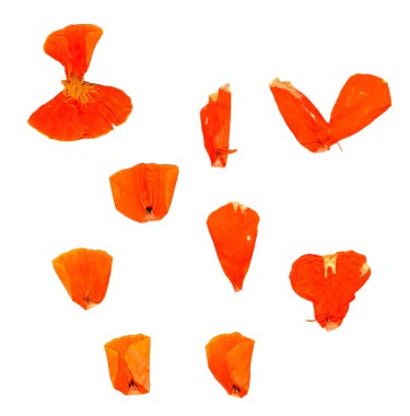 Şeffaf kurutulmuş sıkılmış portakal eschscholzia 