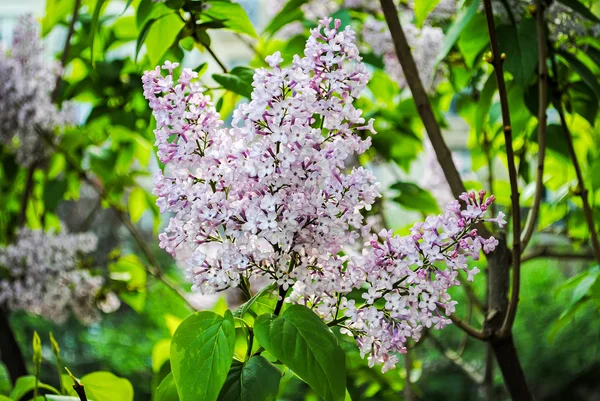 Snítkou purpurová lila roste obklopená listy — Stock fotografie