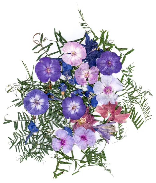 마른 꽃의 응용 프로그램 꽃다발 — 스톡 사진