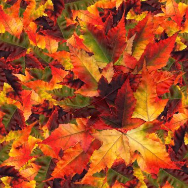 akçaağaç yaprakları yapılmış sorunsuz arka plan desen doku