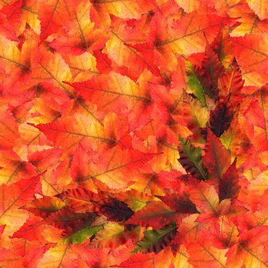 akçaağaç yaprakları yapılmış sorunsuz arka plan desen doku