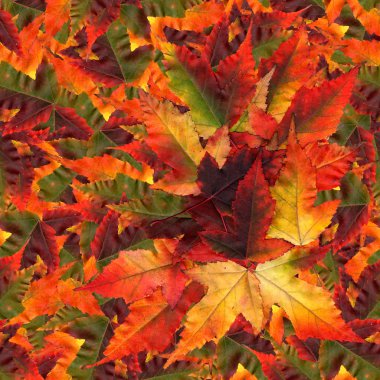 akçaağaç yaprakları yapılmış sorunsuz arka plan desen doku