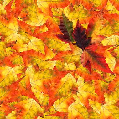 akçaağaç yaprakları yapılmış sorunsuz arka plan desen doku