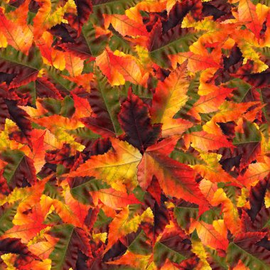 akçaağaç yaprakları yapılmış sorunsuz arka plan desen doku