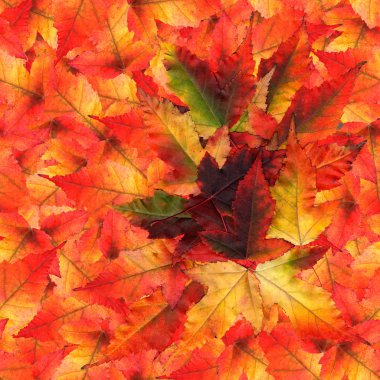 akçaağaç yaprakları yapılmış sorunsuz arka plan desen doku