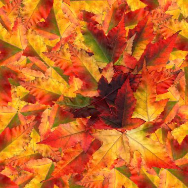 akçaağaç yaprakları yapılmış sorunsuz arka plan desen doku