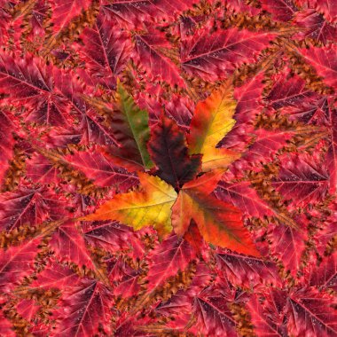 akçaağaç yaprakları yapılmış sorunsuz arka plan desen doku