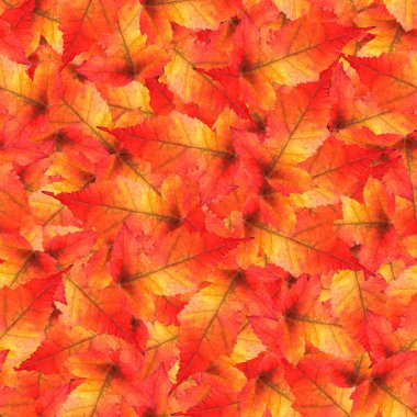 akçaağaç yaprakları yapılmış sorunsuz arka plan desen doku