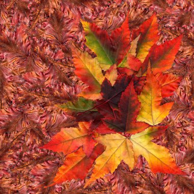 akçaağaç yaprakları yapılmış sorunsuz arka plan desen doku