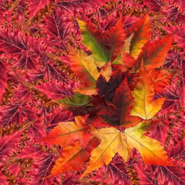 akçaağaç yaprakları yapılmış sorunsuz arka plan desen doku