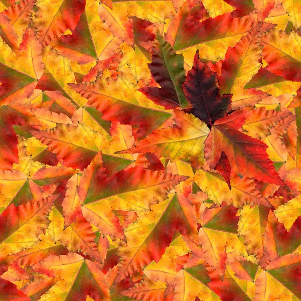 Απρόσκοπτη υπόβαθρο υφή μοτίβο φτιαγμένο από φύλλα σφενδάμου — Φωτογραφία Αρχείου