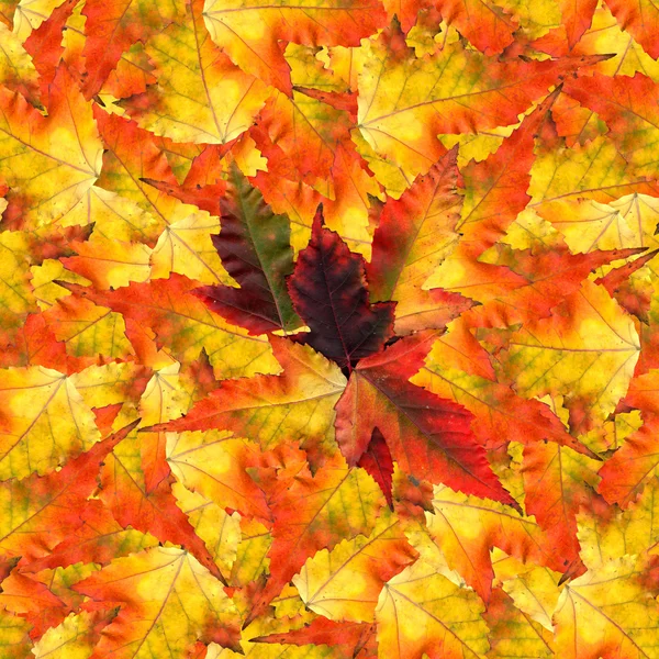 Naadloze achtergrond patroon textuur gemaakt van esdoorn bladeren — Stockfoto