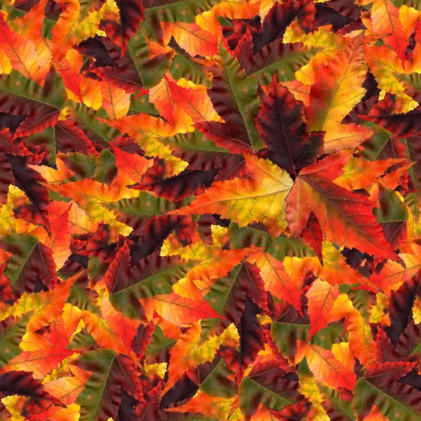 Seamless background pattern texture made of maple leaves — Stock Photo, Image