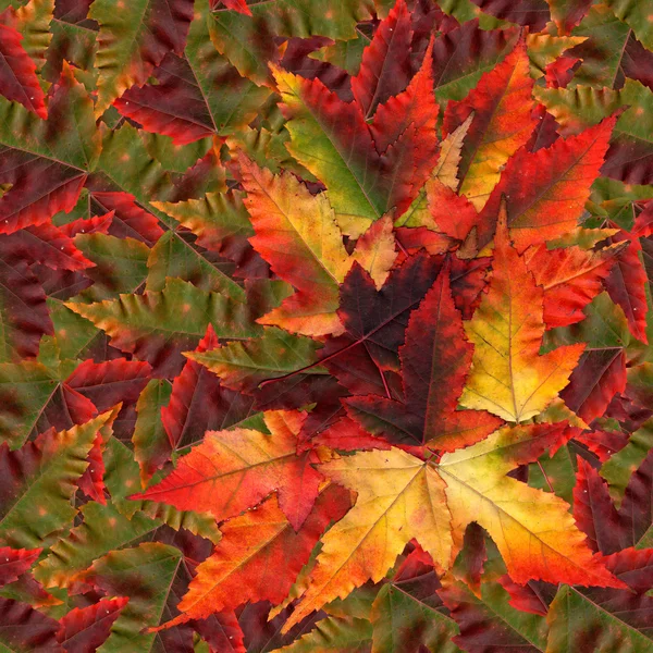 Безшовна фонова текстура візерунка з кленових листя — стокове фото