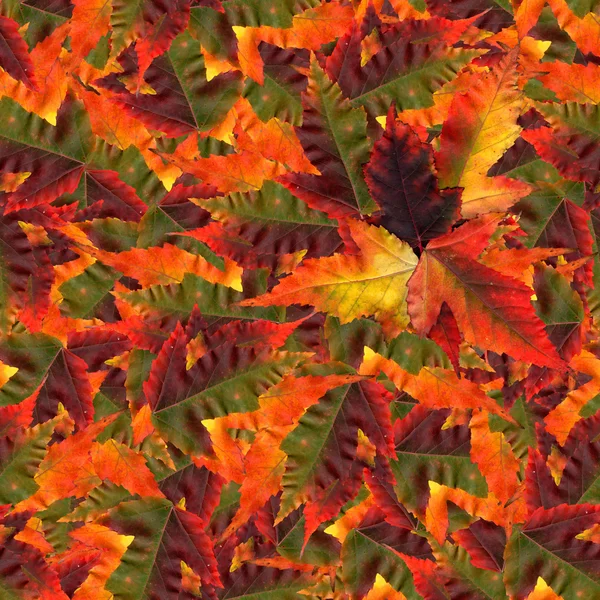 Текстура бесшовного фона из листьев клена — стоковое фото
