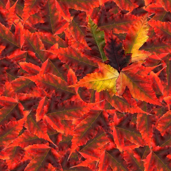 Textura de fundo sem costura padrão feito de folhas de bordo — Fotografia de Stock