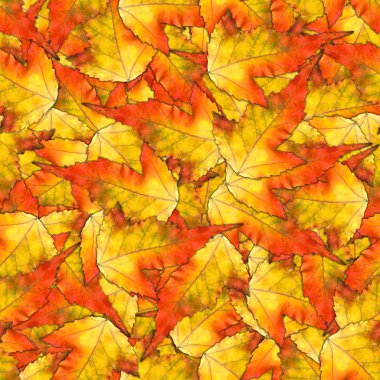 akçaağaç yaprakları yapılmış sorunsuz arka plan desen doku