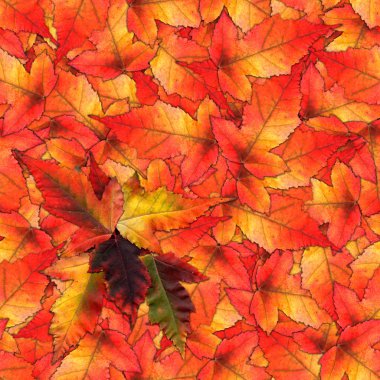 akçaağaç yaprakları yapılmış sorunsuz arka plan desen doku