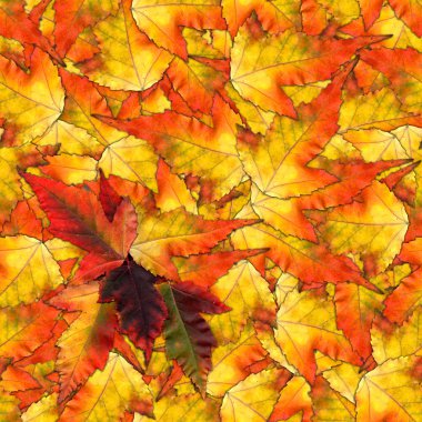 akçaağaç yaprakları yapılmış sorunsuz arka plan desen doku