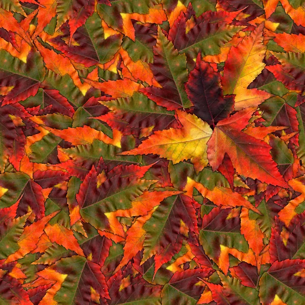 Textura vzor bezešvé pozadí z javorového listí — Stock fotografie