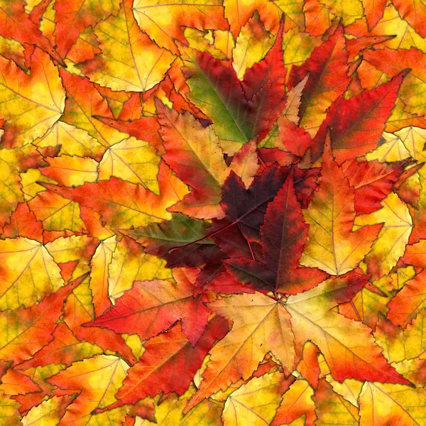 Seamless background pattern texture made of maple leaves — Stock Photo, Image