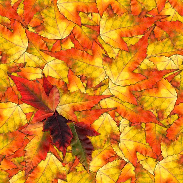 akçaağaç yaprakları yapılmış sorunsuz arka plan desen doku