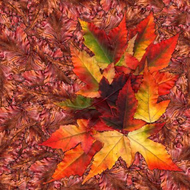 akçaağaç yaprakları yapılmış sorunsuz arka plan desen doku