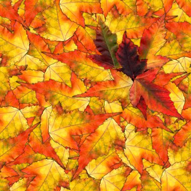 akçaağaç yaprakları yapılmış sorunsuz arka plan desen doku