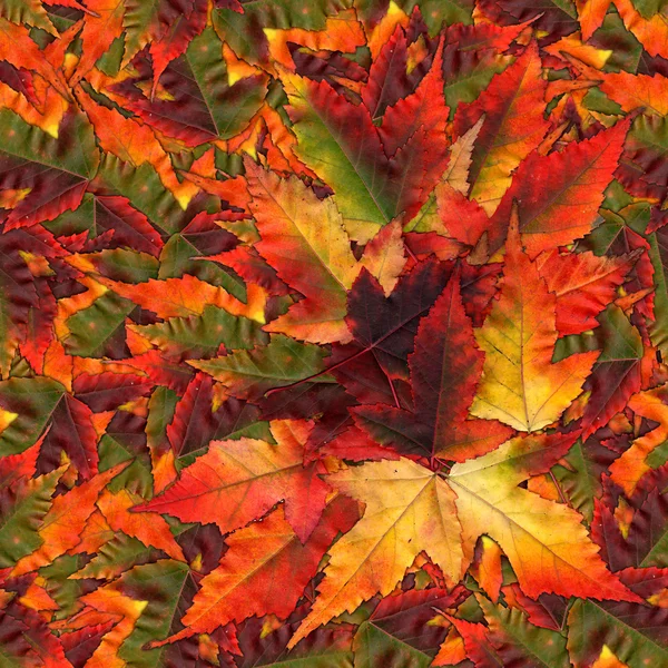 Seamless background pattern texture made of maple leaves — Stock Photo, Image