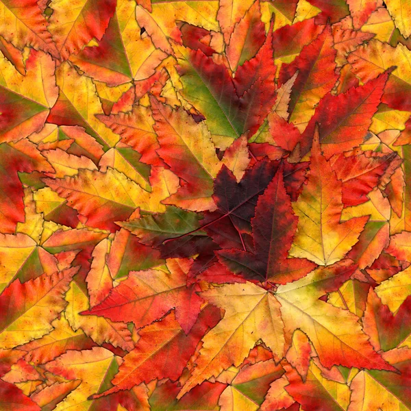 Textura vzor bezešvé pozadí z javorového listí — Stock fotografie