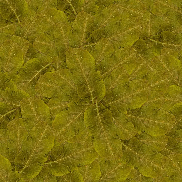 Textura de patrón de fondo sin costura hecha de hojas — Foto de Stock