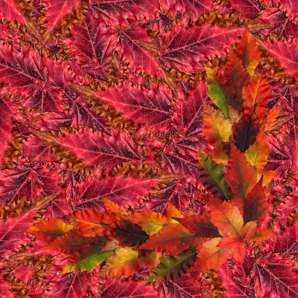 Tekstur pola latar belakang mulus yang terbuat dari daun maple — Stok Foto