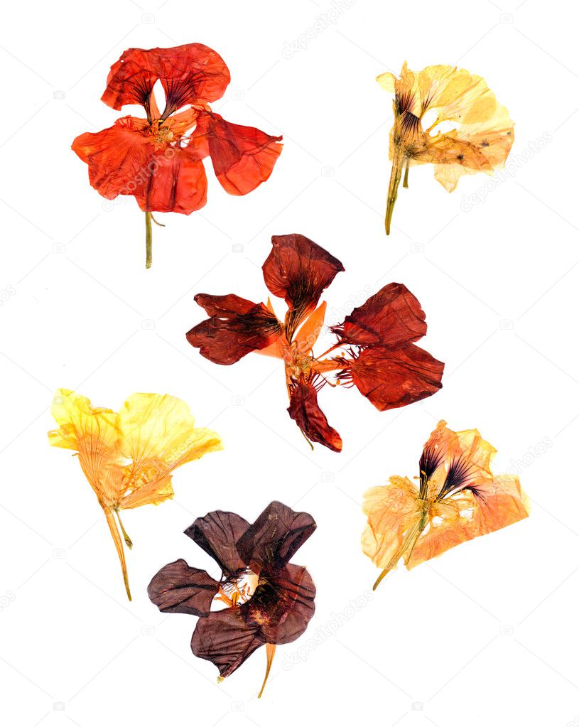 compressed nasturtium petals spread out isolated on white
