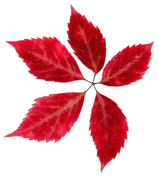 Herbst Sibirischer Roter Ahorn gepresste Blätter — Stockfoto