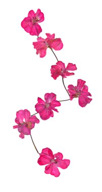 İzole dalga satır pembe Sardunya, koleksiyon öğeleri harmoni