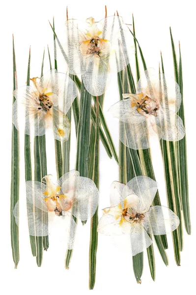 Flores secas brancas do orchid no verde decorativo pressionado multicolor — Fotografia de Stock