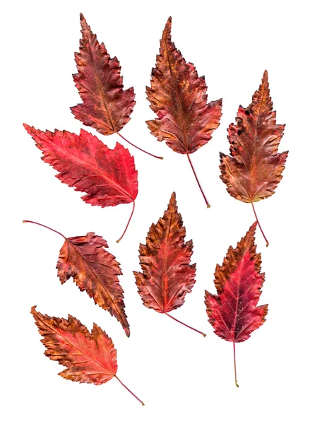 çok renkli basılan dekoratif akçaağaç yaprakları