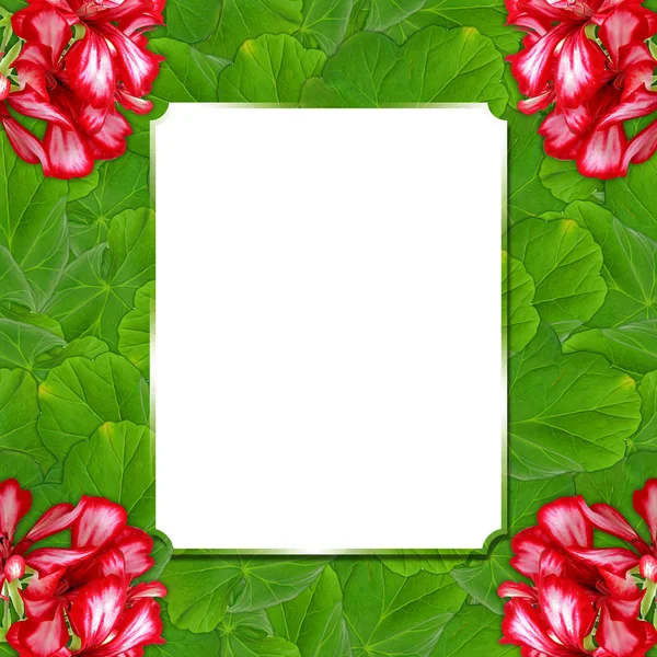 Achtergrond patroon textuur gemaakt van geranium bloem met tekst fra — Stockfoto