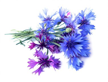 izole fotoğraf manipülasyon yağlı boya mavi Peygamber Çiçeği