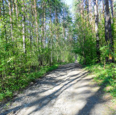 Açık çam ormanı manzara, yeşil çalılar mayınları yol boyunca 
